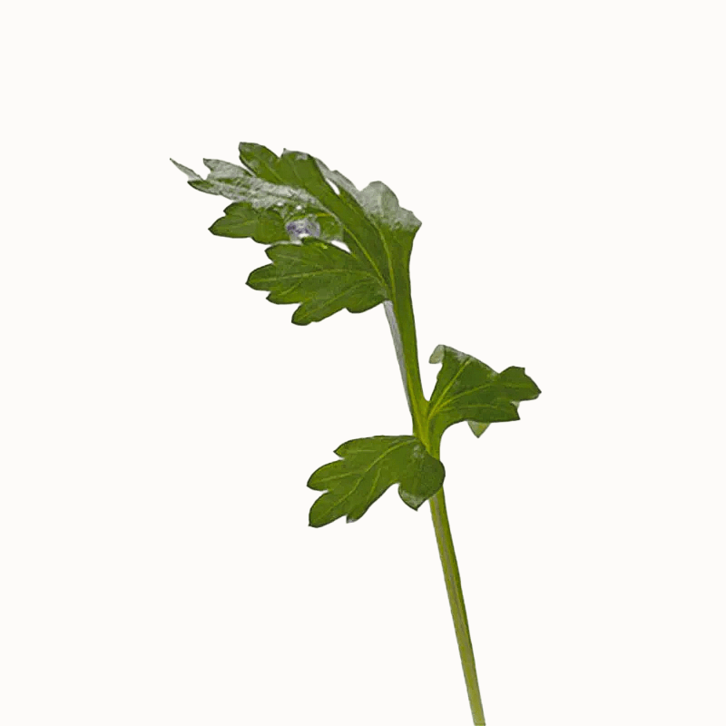 MUGWORT